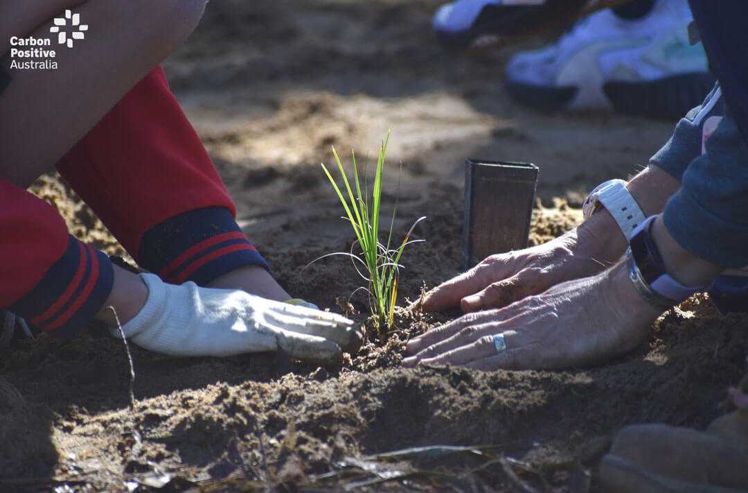 Plant the seed - Carbon Positive